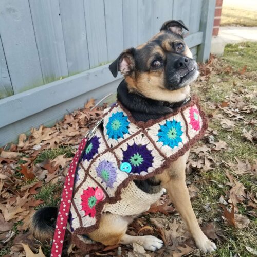 The Willow Granny Square Dog Coat Pattern with Video Tutorial