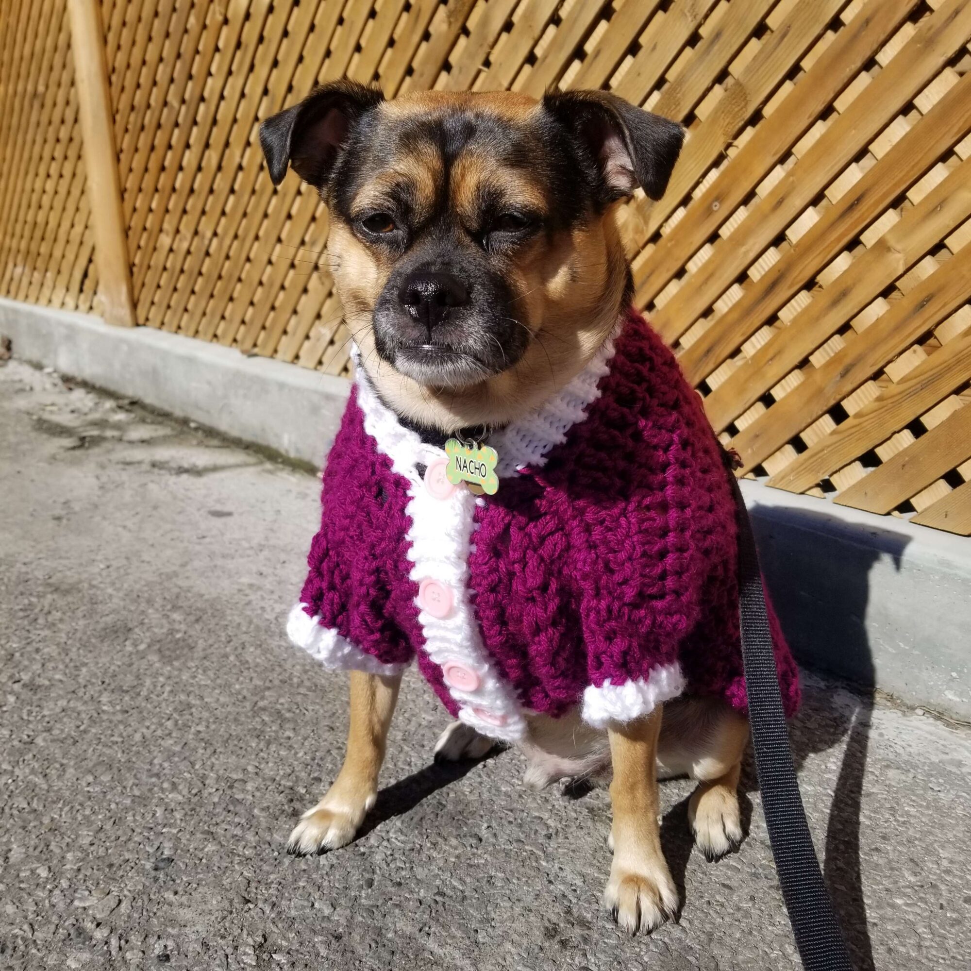 Multi Dog Button Up Cardigan main image 1
